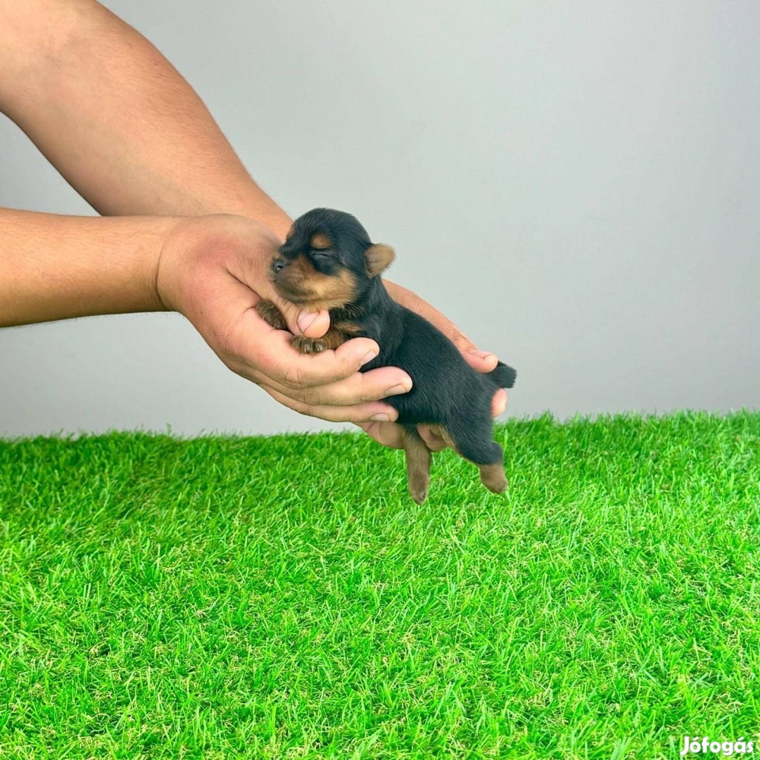 Törzskönyvezett Yorkshire Terrier yorki kiskutya