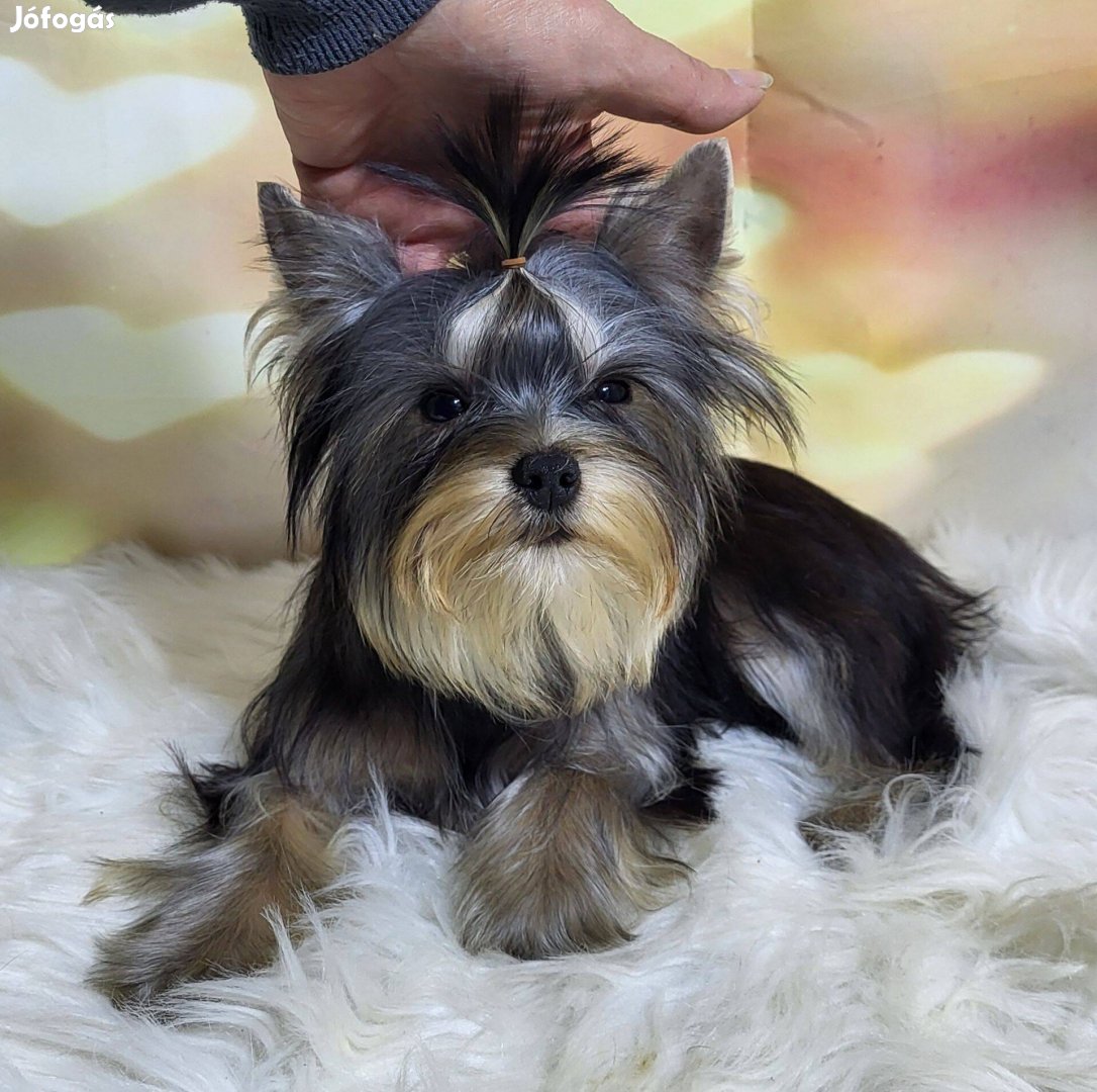 Törzskönyvezett Yorkshire terrier fiú