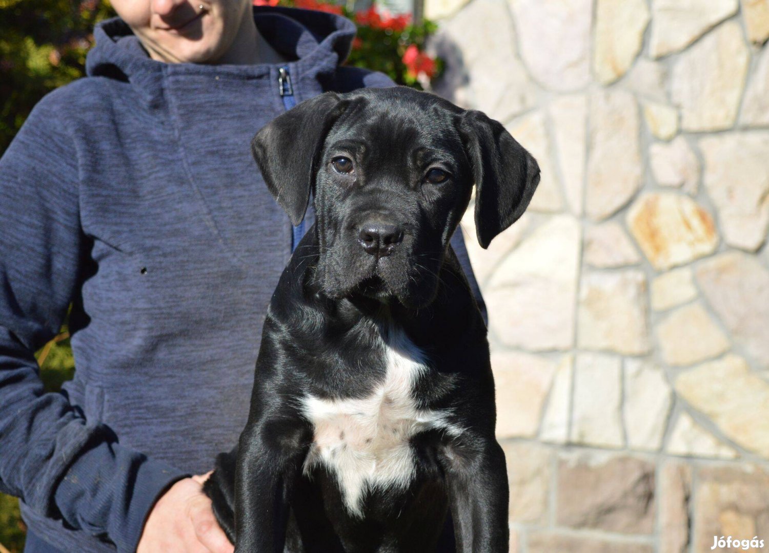 Törzskönyvezett cane corso kölykök eladók