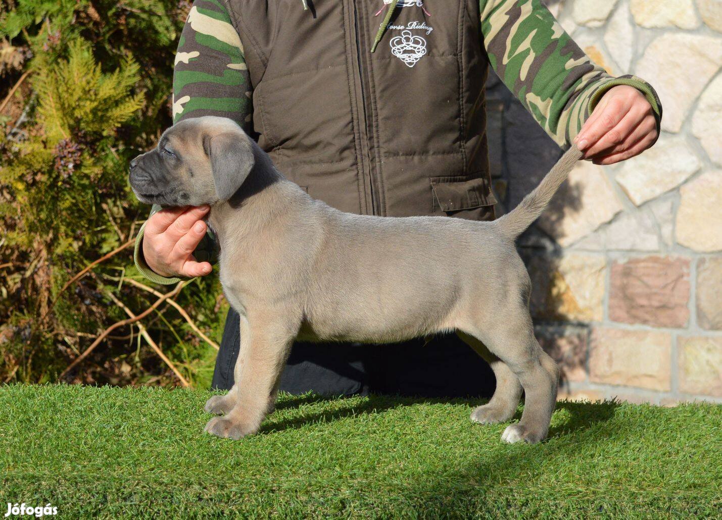 Törzskönyvezett cane corso kölykök eladók