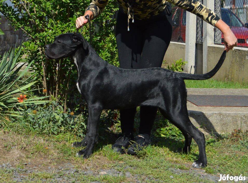 Törzskönyvezett cane corso növendék szuka eladó