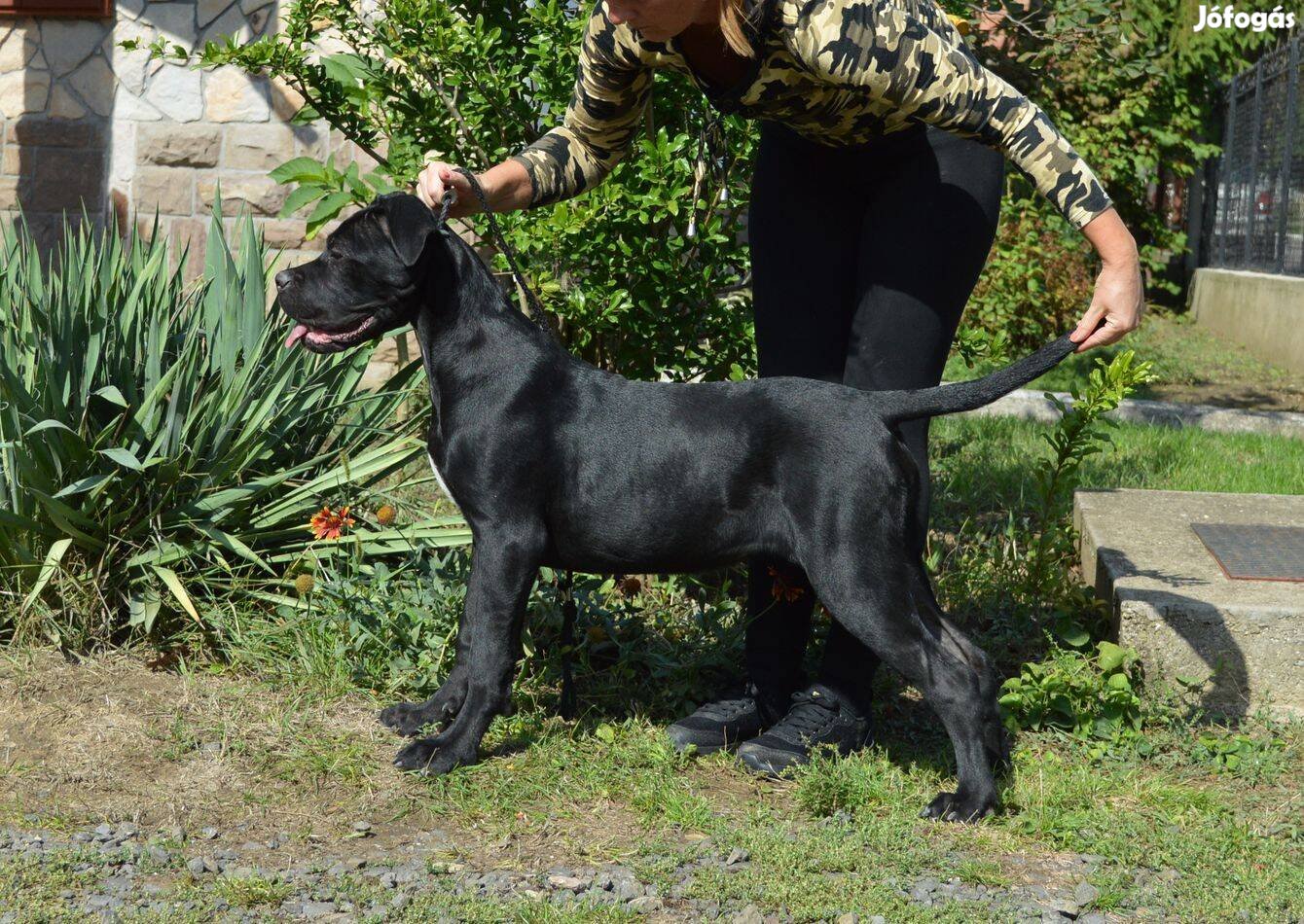 Törzskönyvezett cane corso növendék szukák eladók