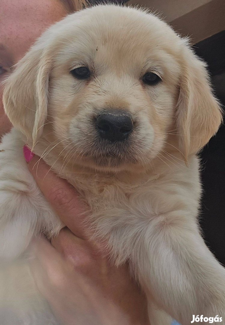 Törzskönyvezett golden retriever kölykök foglalózhatók