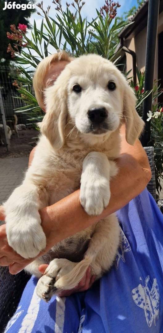 Törzskönyvezett golden retriever szuka kölykök