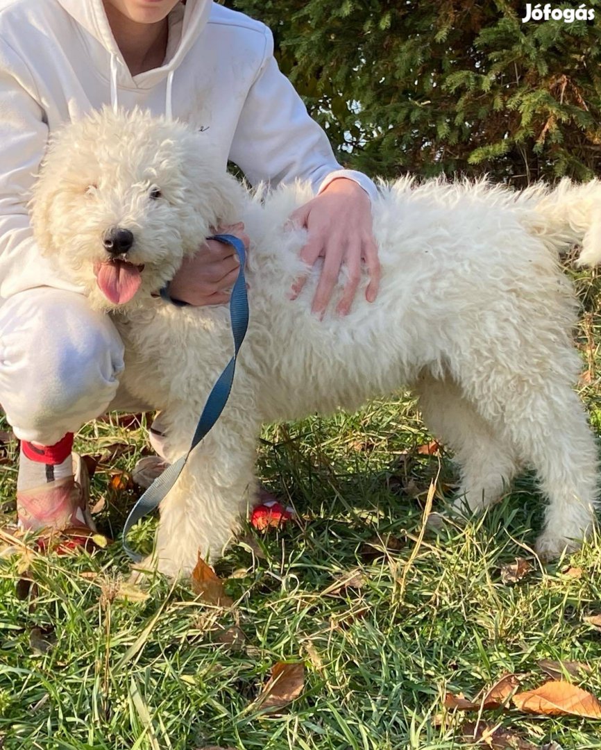 Törzskönyvezett komondor kölyök eladó