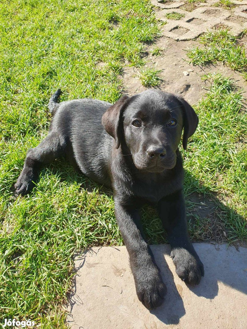 Törzskönyvezett labrador kislány