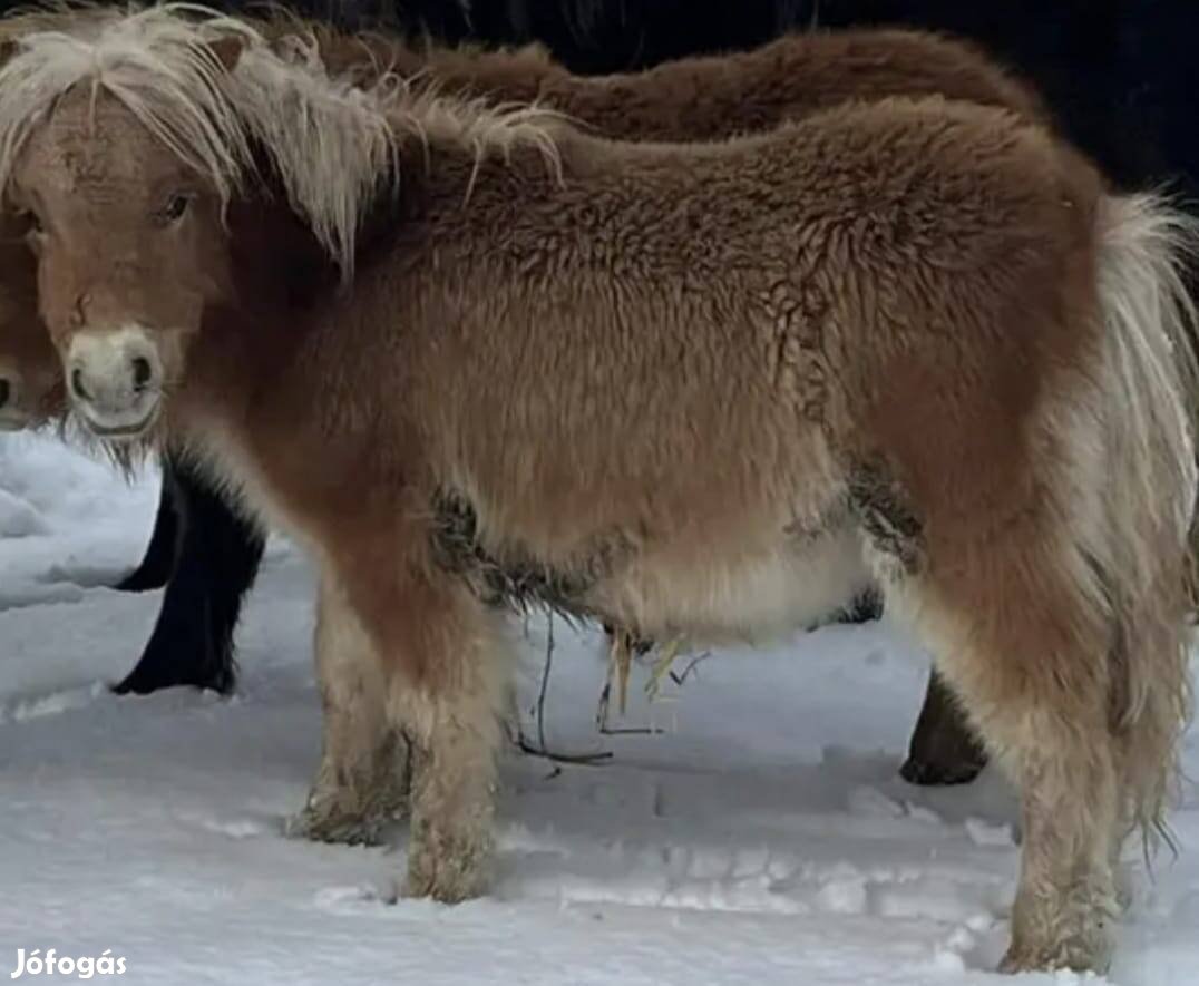 Törzskönyvezett mini póni!