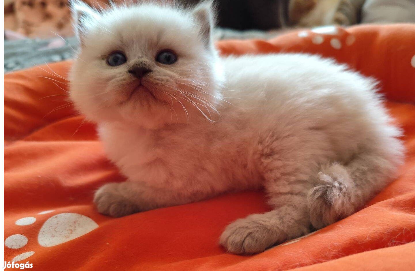 Törzskönyvezett ragdoll kandúr