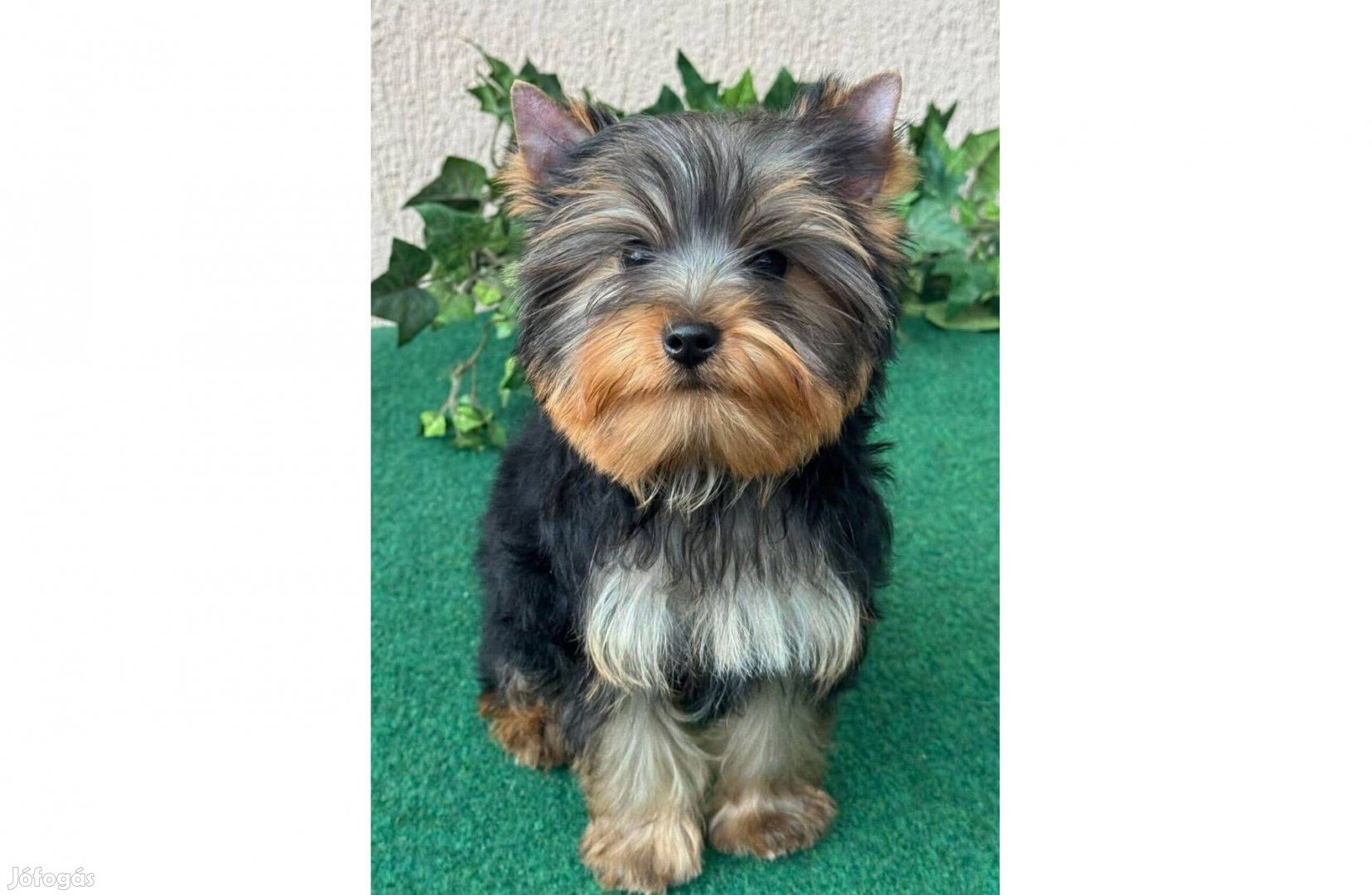Törzskönyvezett szülőktől gyönyörű yorkshire terrier kan