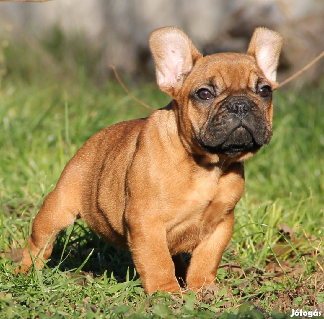 Törzskönyvezett vörös francia bulldog kislány eladó