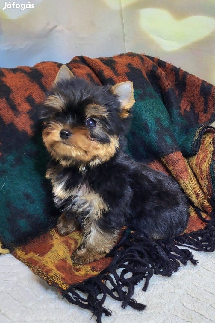 Törzskönyvezett yorkshire terrier/yorkie/yorki kisfiú