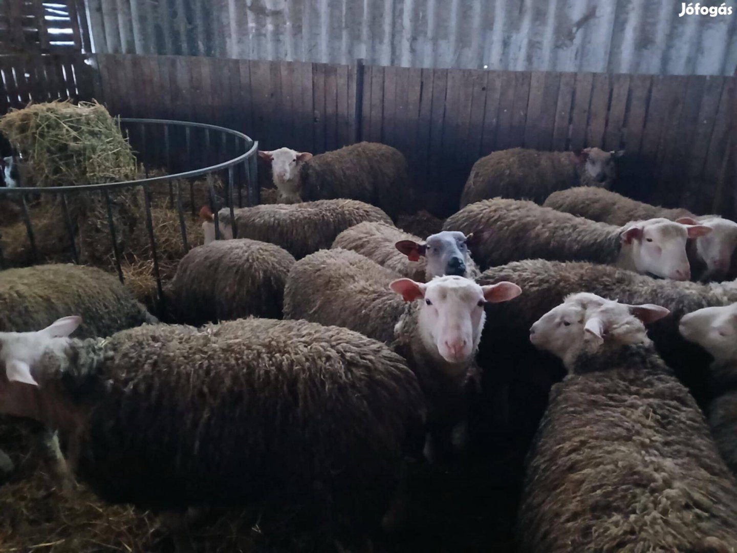 Törzstenyészetből berrichon du cher törzskönyves kosok