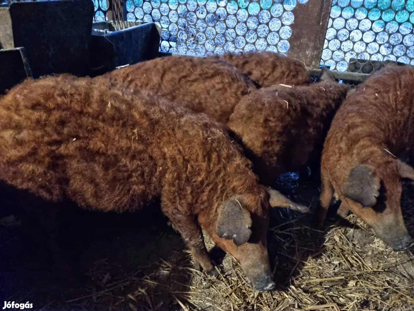 Törzstenyészetemből Vörös Mangalica süldők 