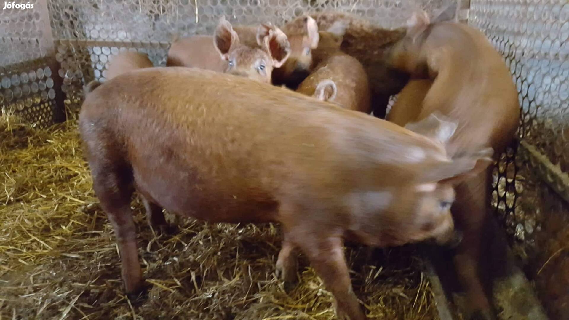 Törzstenyészetemből malacok és süldők hízók eladók 