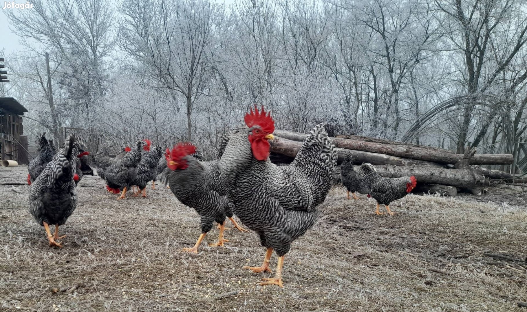 Törzstenyésztett fajtiszta kendermagos kakasok, kakas