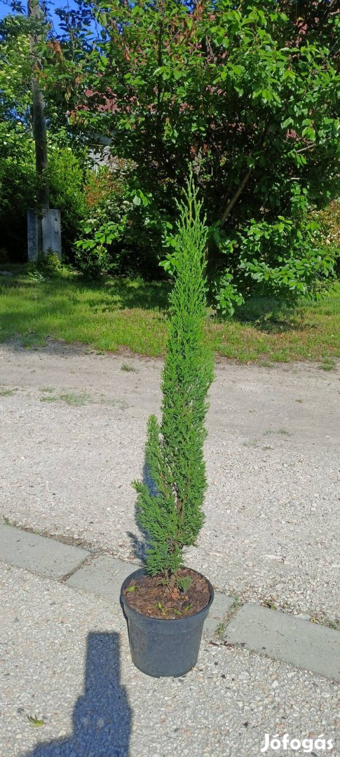 Totem ciprus,európai ciprus eladó 6500 Ft !