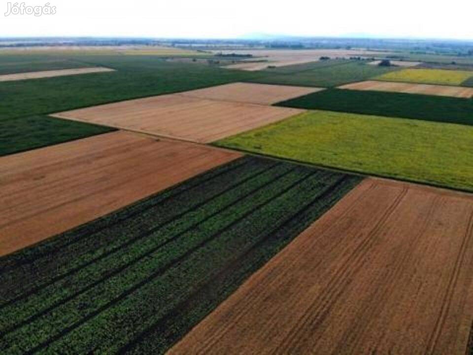 Tótkomlós külterületén, a kaszaperi út mellett 4,6 ha szántóföld eladó