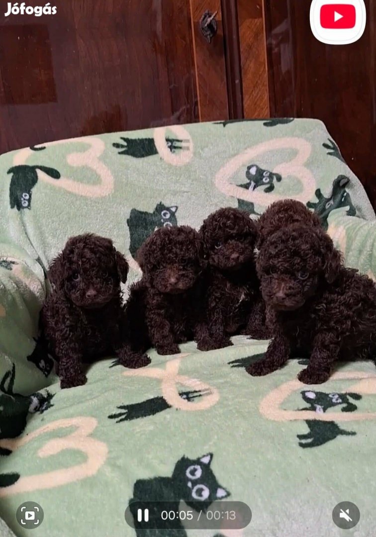 Toy uszkár jellegű kiskutyák csoki színben