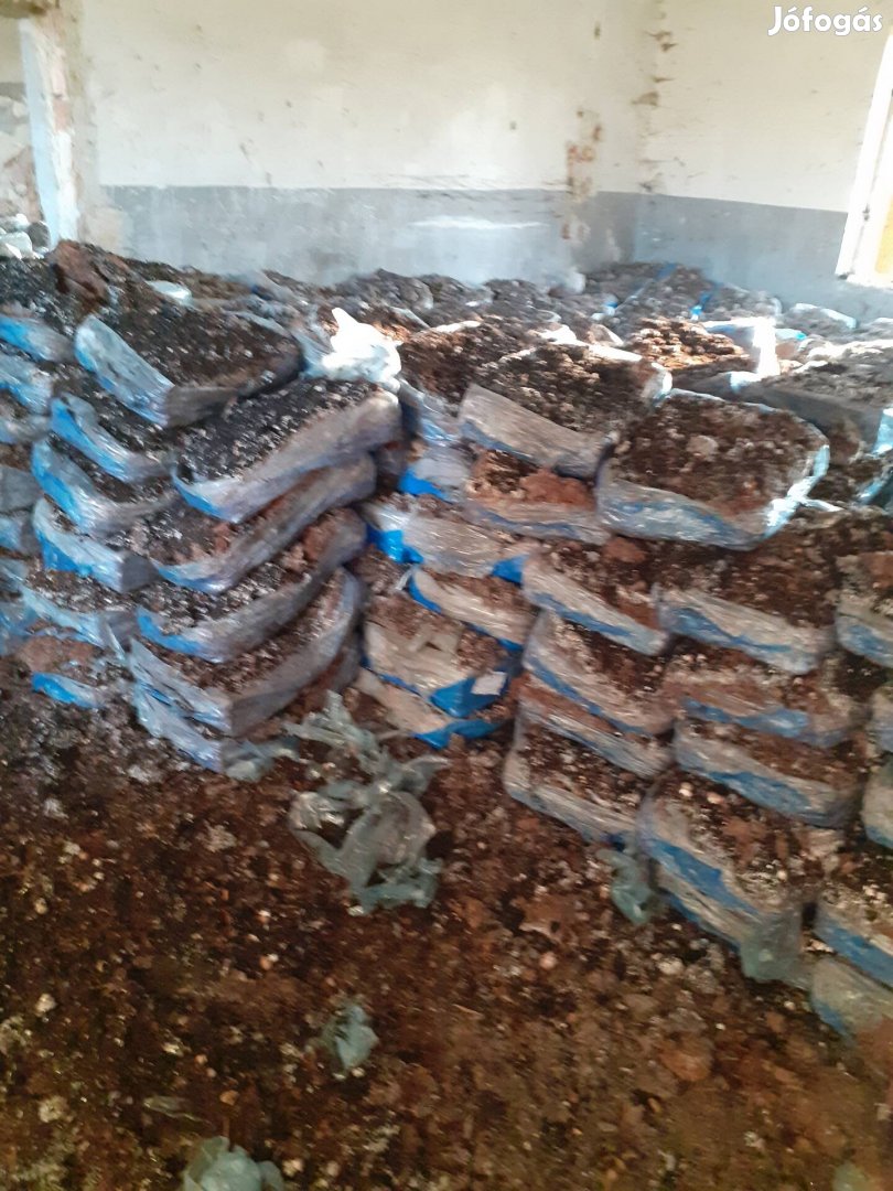 Trágya gombatrágya igényeseknek szezonban