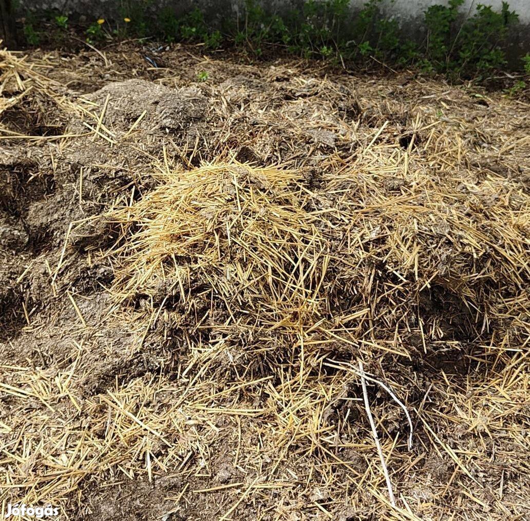 Trágya ingyen elvihető