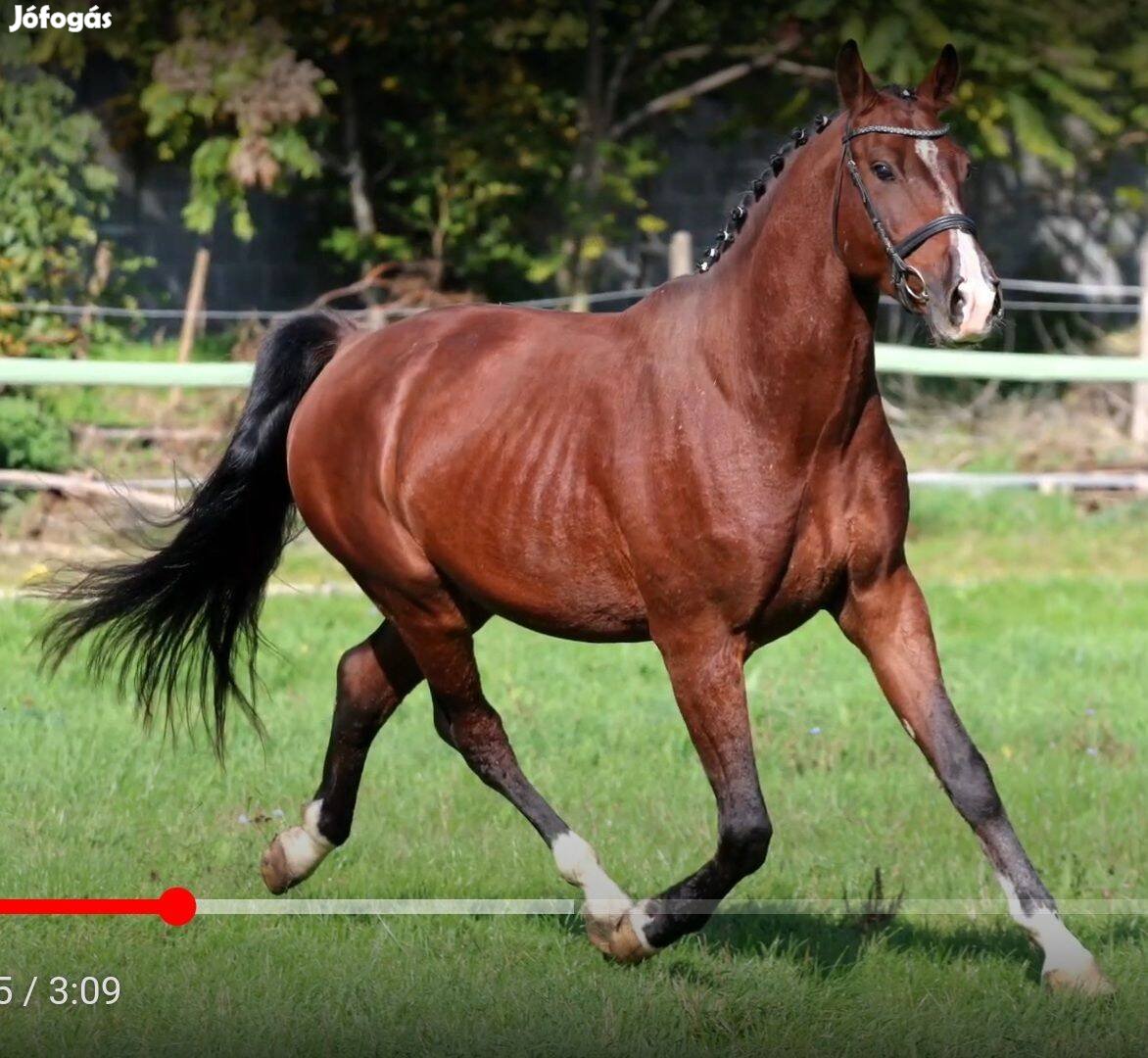 Trianon Magyar Sport félvér