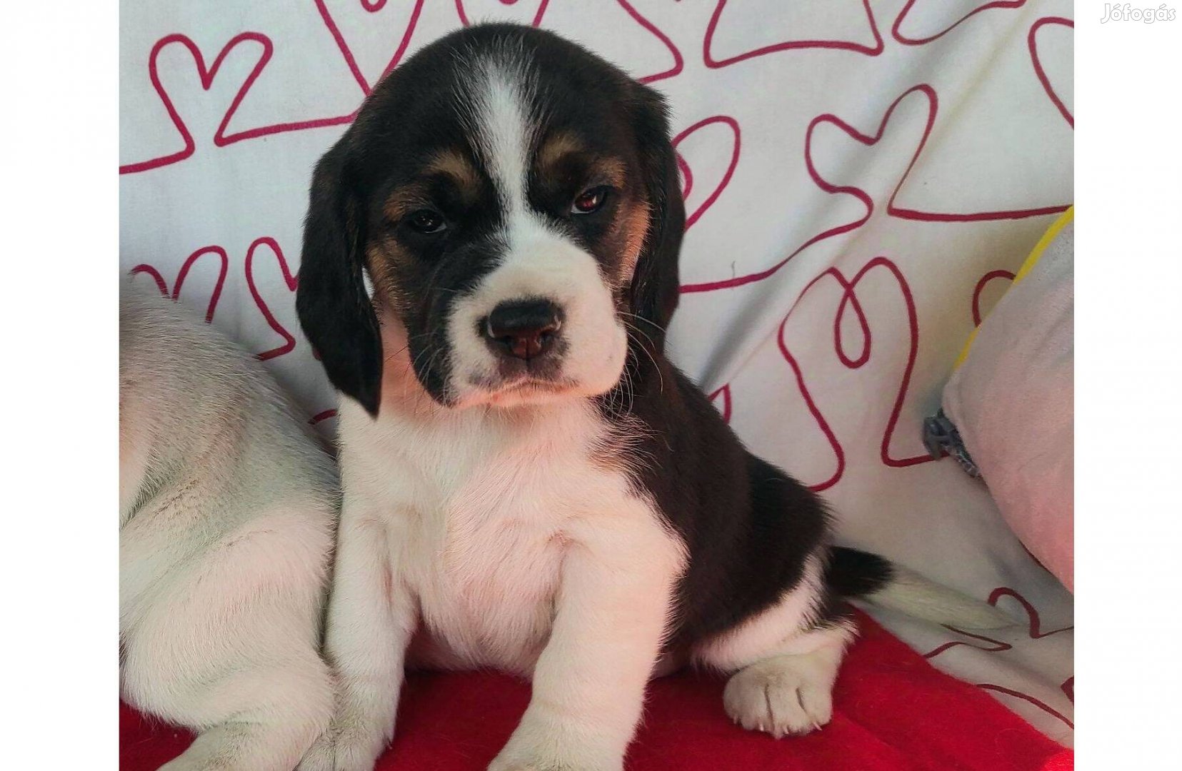 Tricolor,Bicolor Beagle babák