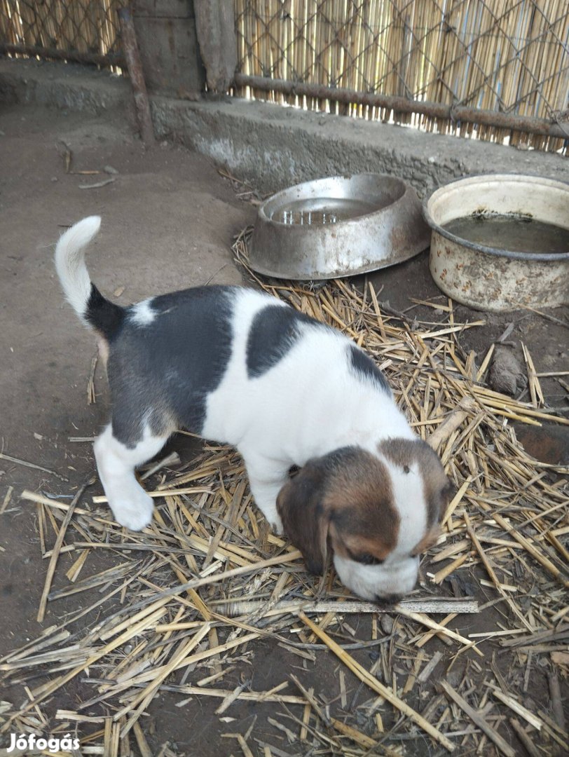 Tricolor beagle fajtatiszta jellegű kiskutyák