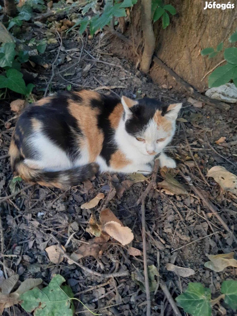 Tricolor nőstény cica keresi szerető gazdiját benti tartásra