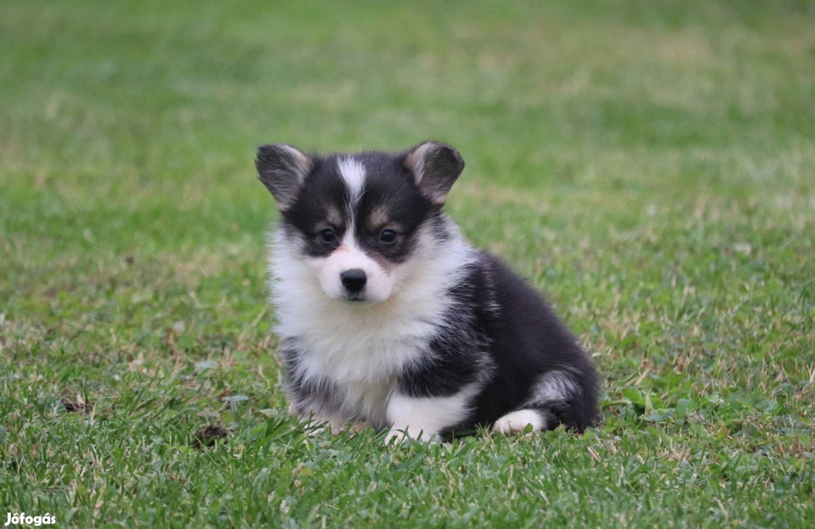 Trikolor Corgi fiúcska