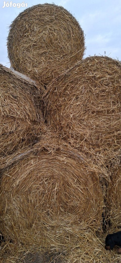 Tririkale es buza szalma