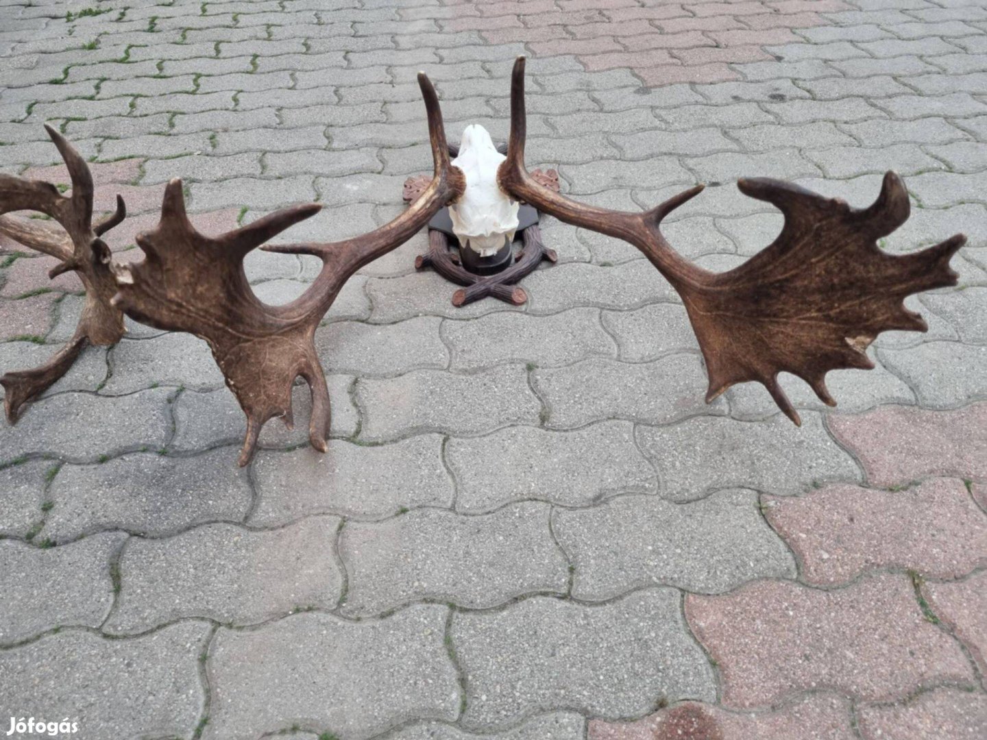 Trófea gyűjtemény