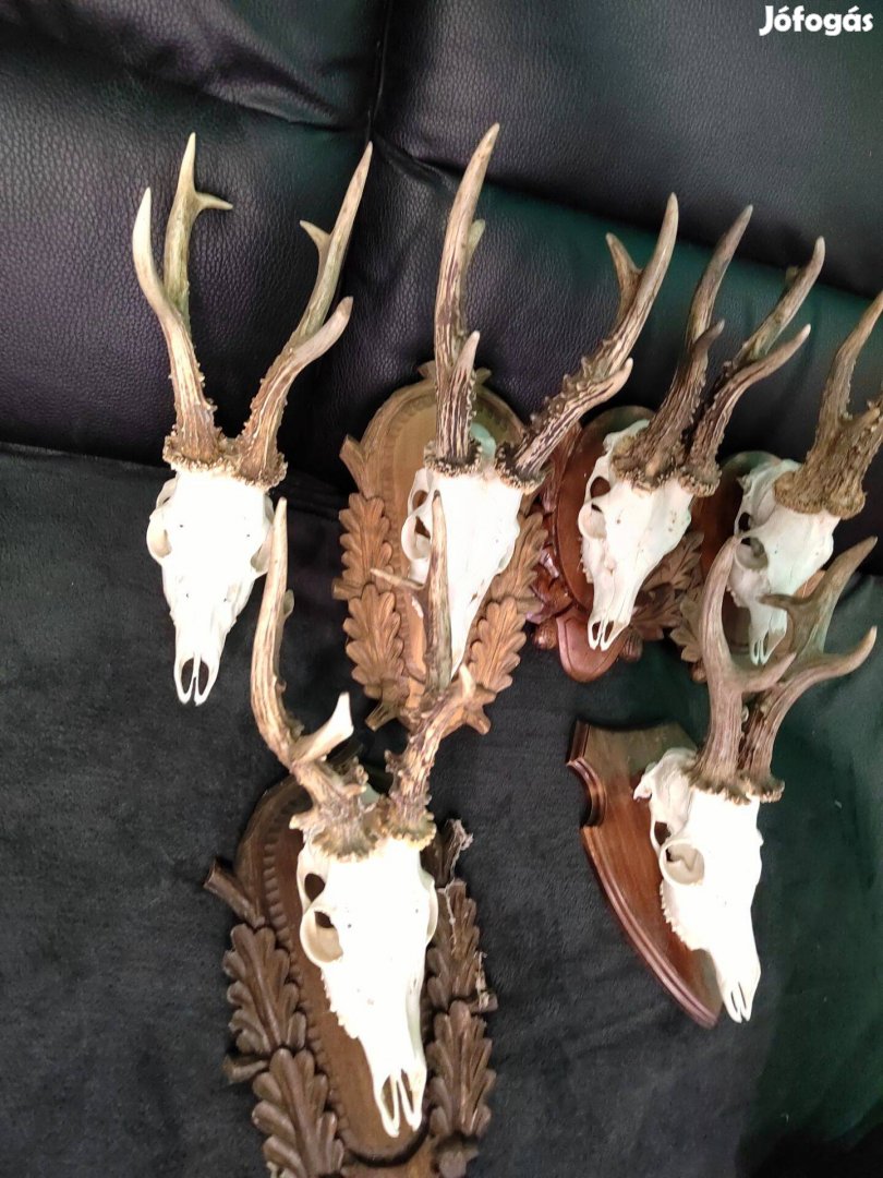 Trófea gyűjtemény