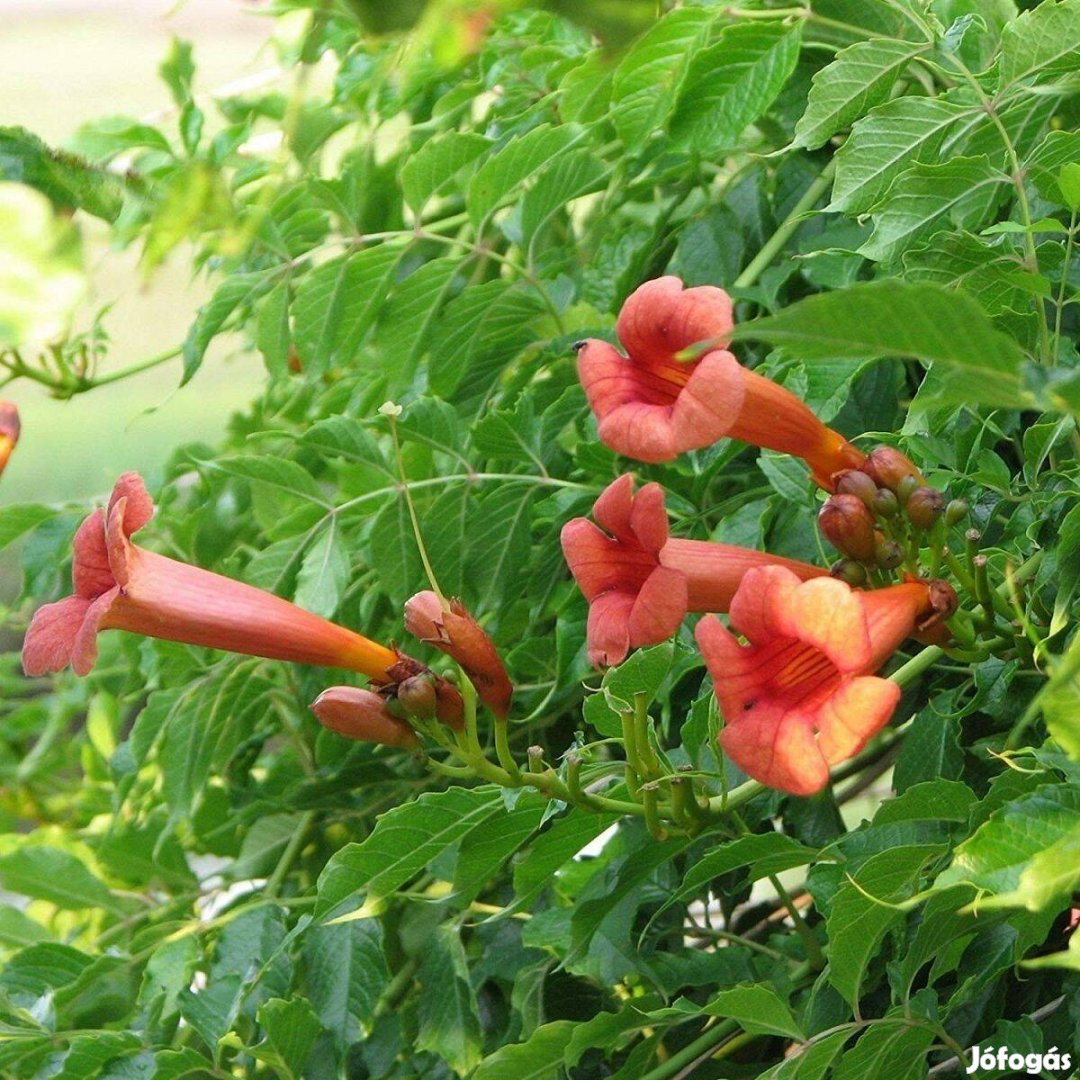 Trombita folyondár campsis radicans