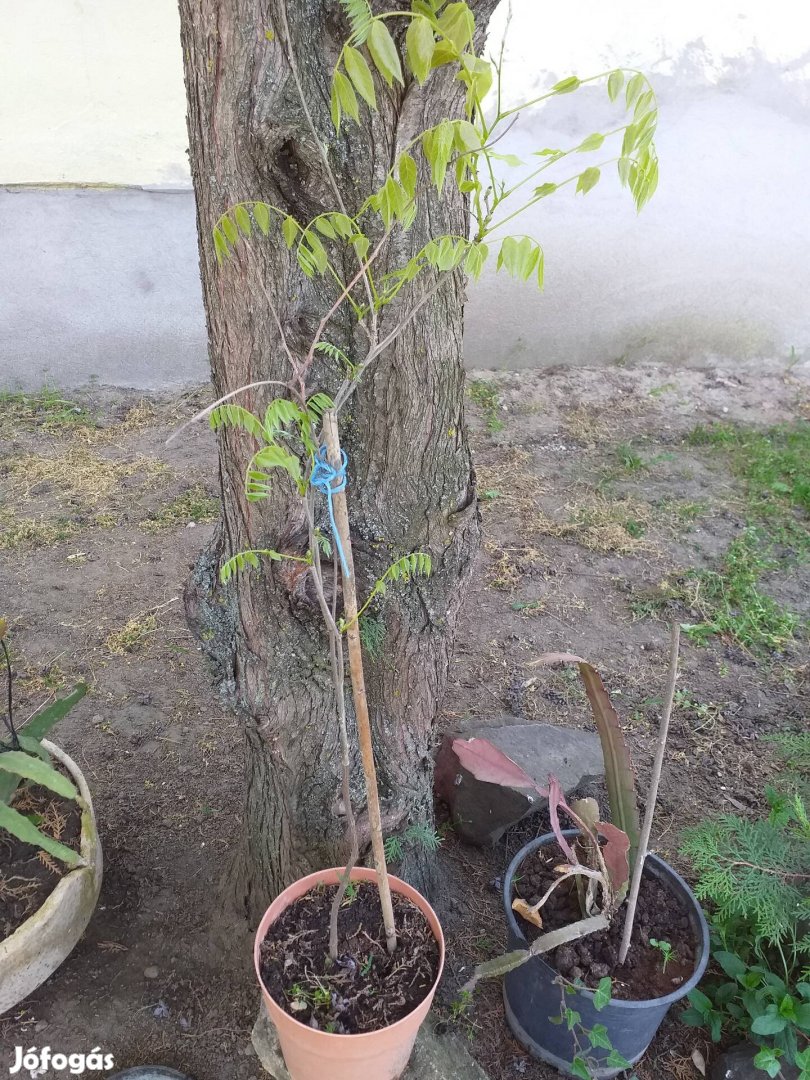 Trombitafolyondár csemete eladó.