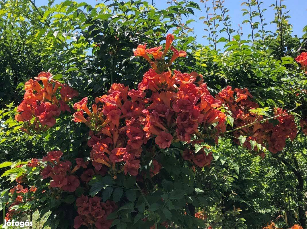 Trombitafolyondár narancsvörös - Campsis radicans