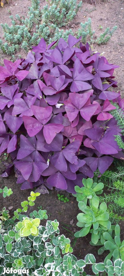 Tubarózsa hagymaElfogyott. Madársóska gumó