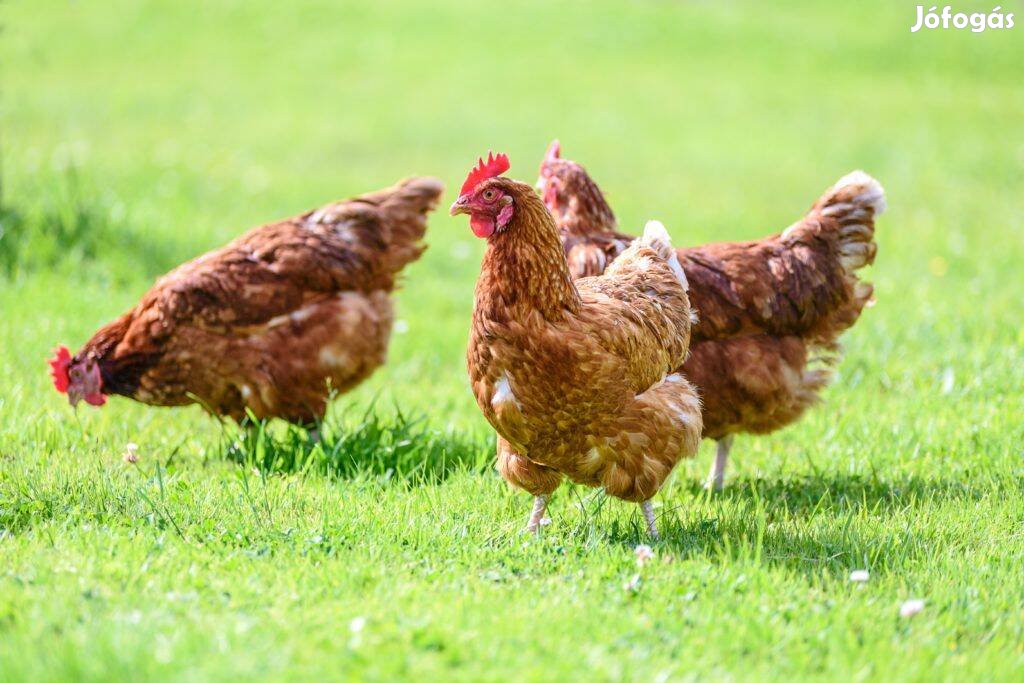 Tudja mit eszik! Vegyen minőségi 2,5kg súlyú csirkét