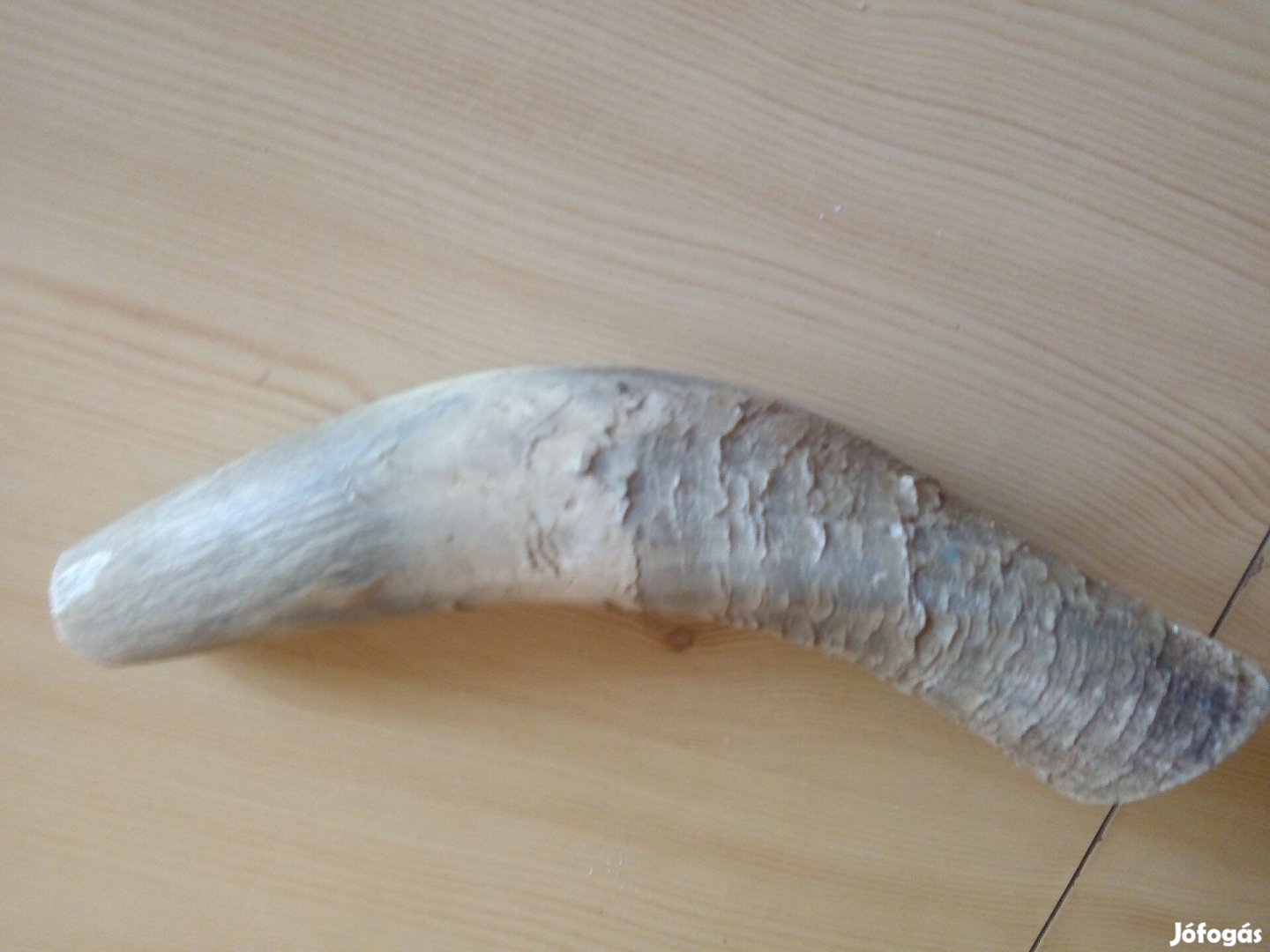 Tulokszarv, szarv kürt, gyűjtemény