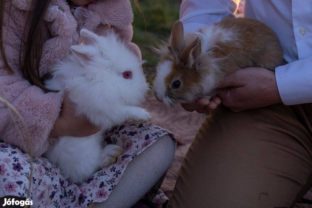 Tündéri kezes szelíd törpenyuszik