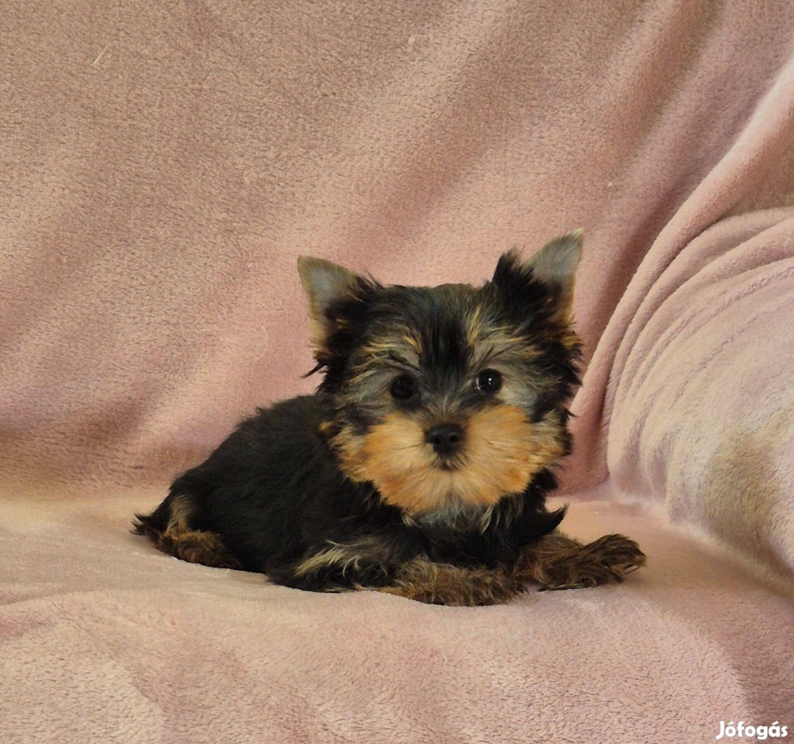 Tündéri yorki , yorkshire terrier kislány Budapesti szállítással !