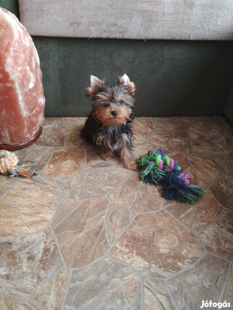 Tündéri yorkshire terrier Kisméretű babák