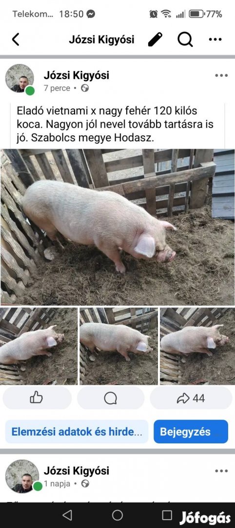 Turcsi orru x vietnami keverek jól nevelő koca elado