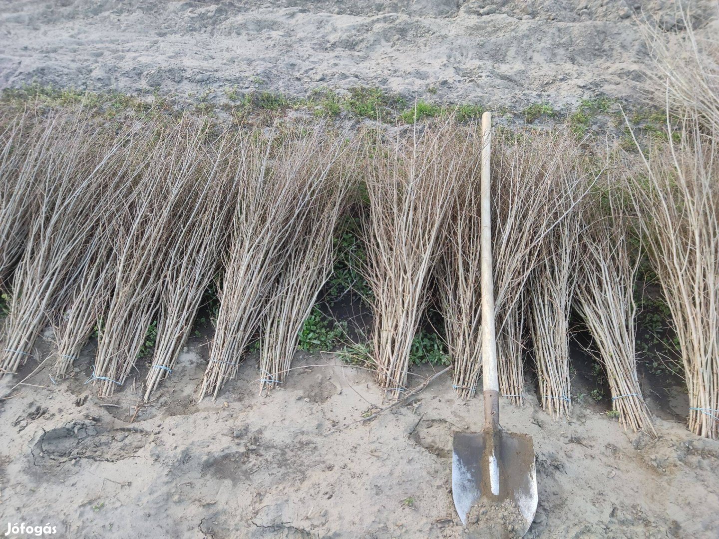 Turkesztáni szil, pusztaszil, szilfa csemete