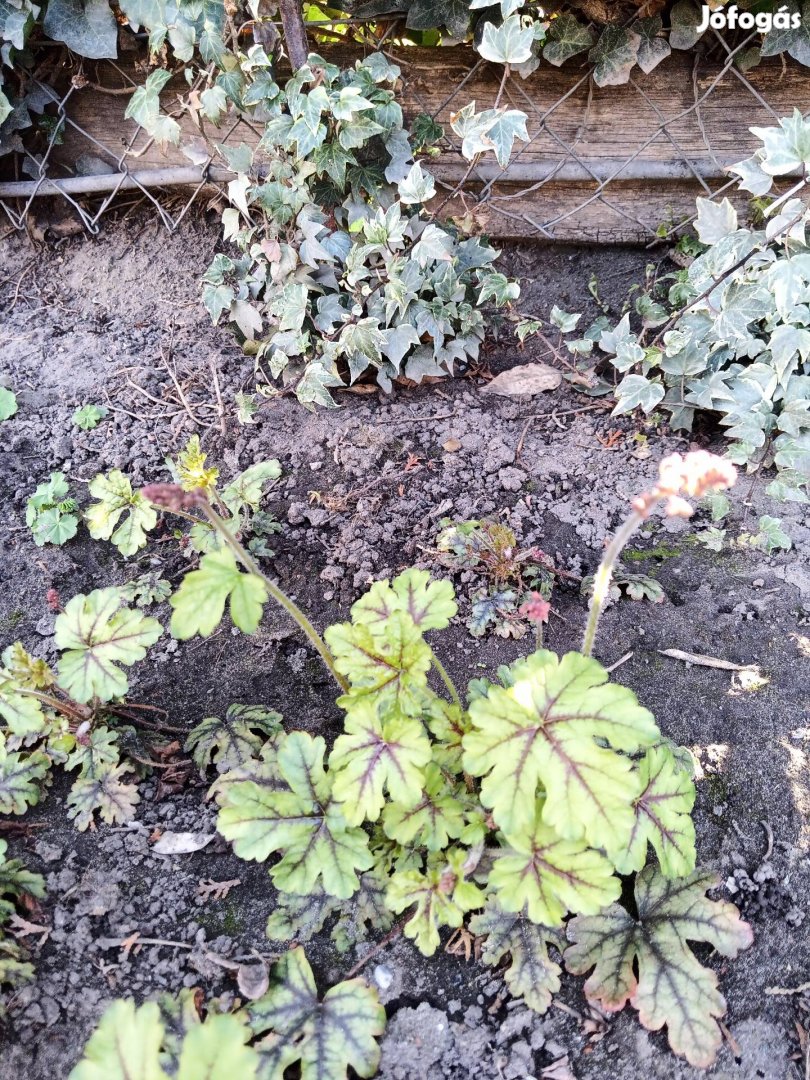 Tűzeső télálló virág ki