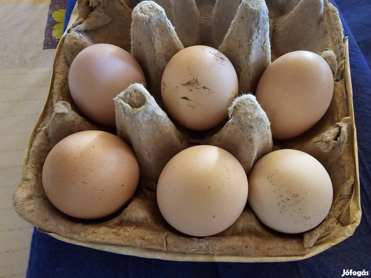 Tyúk tojás - Keltetni való 