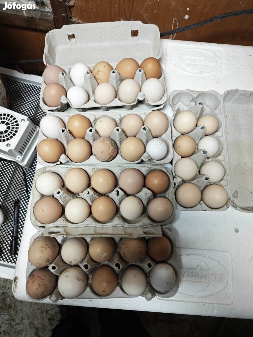 Tyúk tojás, étkezési tojás, keltethetö tojás, keltető tojás 
