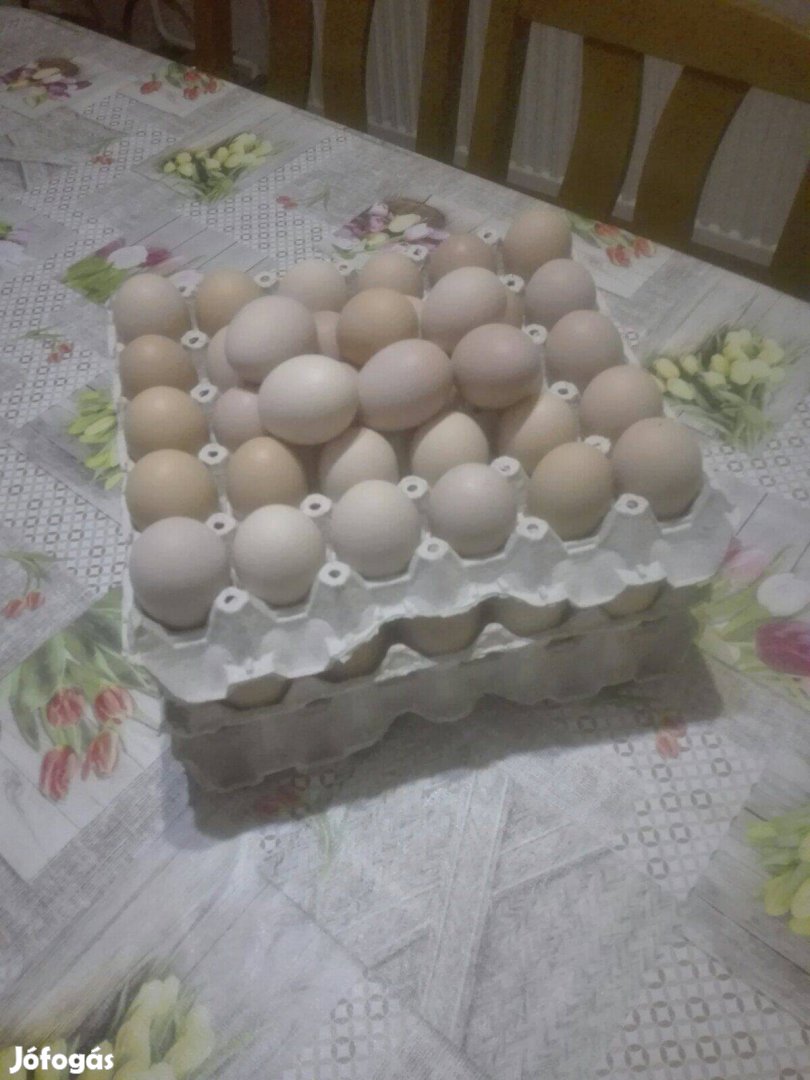 Tyúk tojás eladó