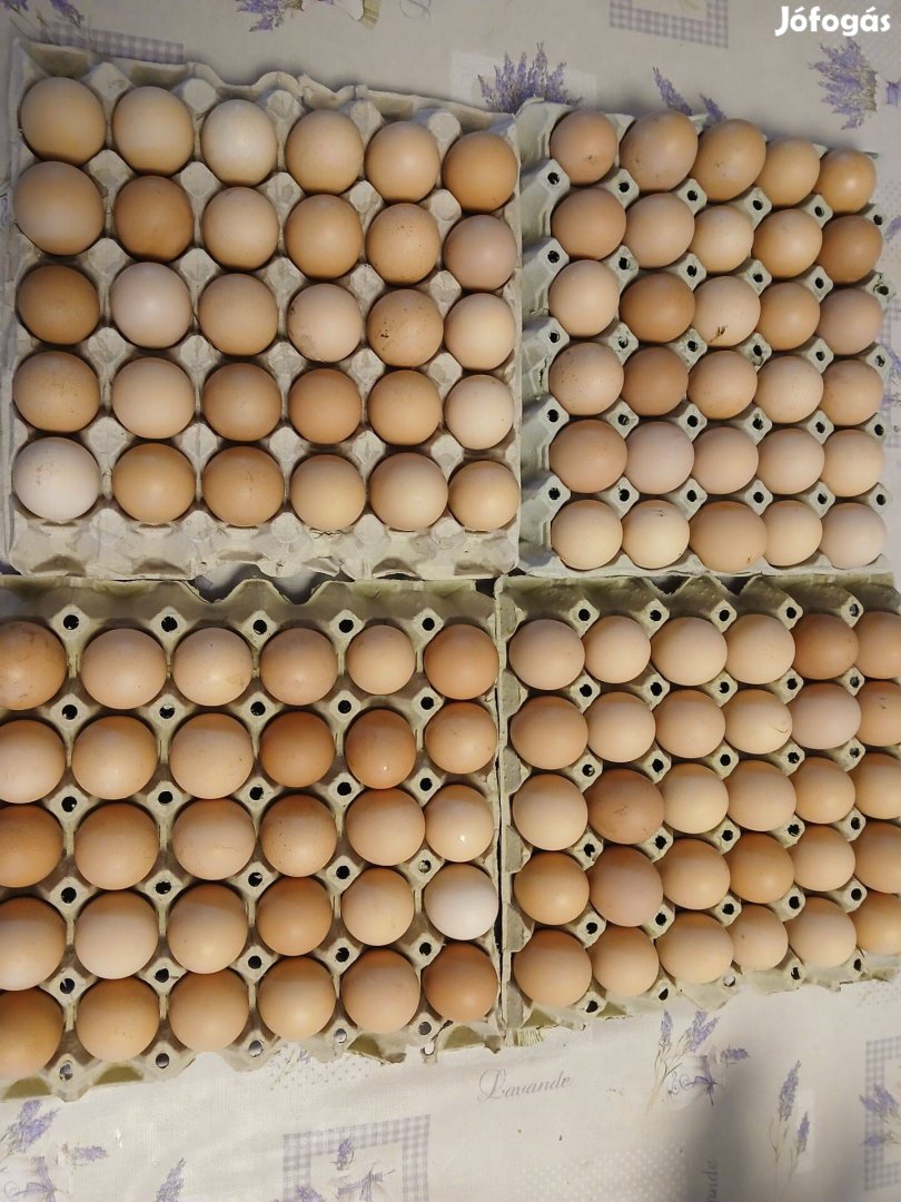 Tyúk tojás eladó étkezésre vagy keltetésre
