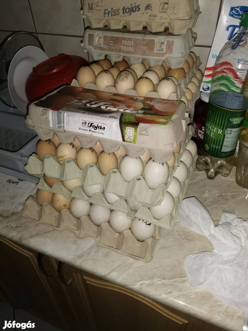 Tyúk tojás keltetésre