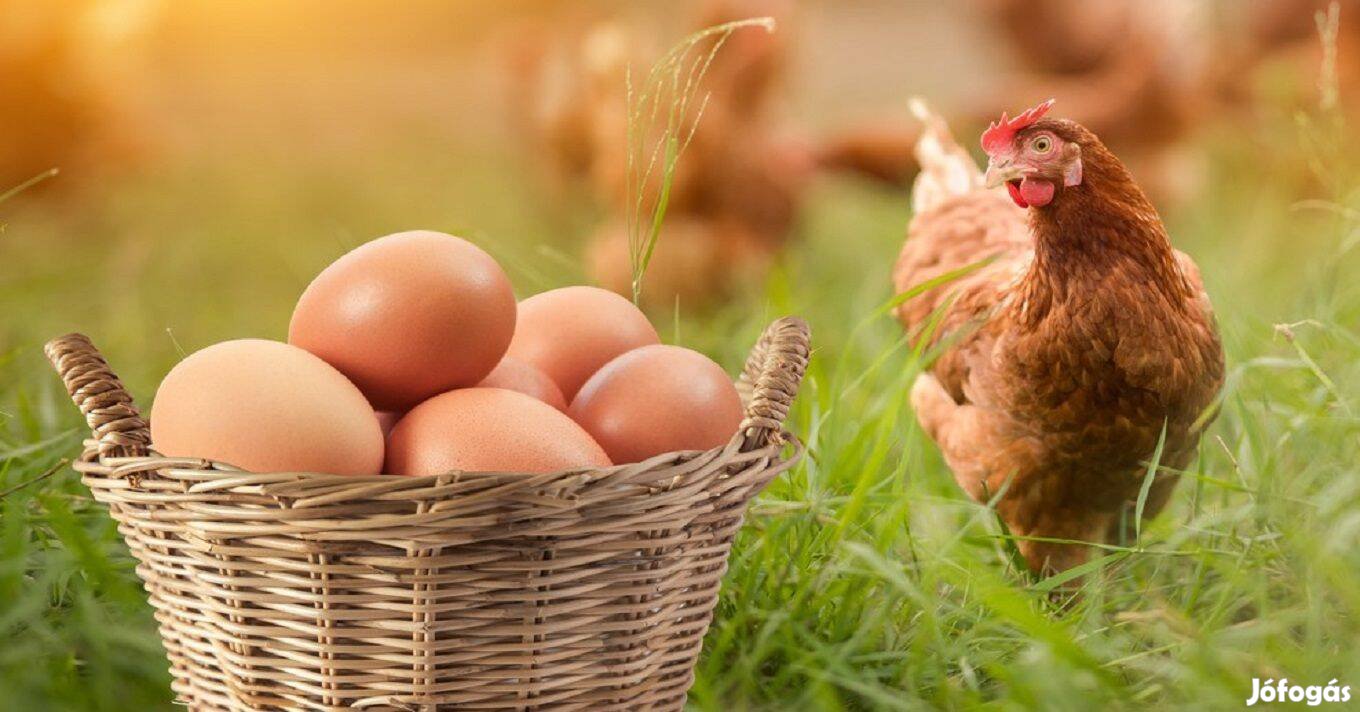 Tyúk tojás paraszti gazdaságból szabad tartású folyamatosan